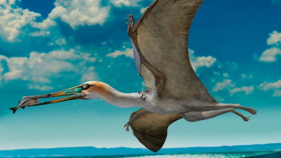 Según el Museo Nacional de Historia Natural, el ejemplar de acá es un pterosaurio ctenochasmatido, Gladocephaloideus jingangshanensis de China, sugiere el modo de vida de estos particulares animales (dibujo por Zhao Chuang, tomado de Lü et al. 2016).